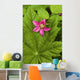 Pink Salmon Berry Flower Resting On Devils Club Leaf Cordova Alaska Wall Mural
