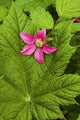 Pink Salmon Berry Flower Resting On Devils Club Leaf Cordova Alaska Wall Mural