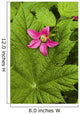 Pink Salmon Berry Flower Resting On Devils Club Leaf Cordova Alaska Wall Mural