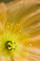 Macro Of Inside An Icelandic Poppy During Summer Wall Mural