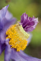 Close-Up Of A Himalayan Poppy Growing Wall Mural