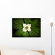 Close-Up Dwarf Dogwood Flower In Full Bloom, Alaska Wall Mural