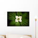 Close-Up Dwarf Dogwood Flower In Full Bloom, Alaska Wall Mural