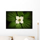 Close-Up Dwarf Dogwood Flower In Full Bloom, Alaska Wall Mural