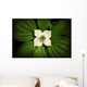 Close-Up Dwarf Dogwood Flower In Full Bloom, Alaska Wall Mural