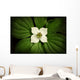 Close-Up Dwarf Dogwood Flower In Full Bloom, Alaska Wall Mural