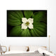 Close-Up Dwarf Dogwood Flower In Full Bloom, Alaska Wall Mural
