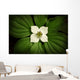 Close-Up Dwarf Dogwood Flower In Full Bloom, Alaska Wall Mural