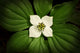 Close-Up Dwarf Dogwood Flower In Full Bloom, Alaska Wall Mural