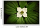 Close-Up Dwarf Dogwood Flower In Full Bloom, Alaska Wall Mural