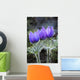 Close Up Of Pasque Flowers Near Tok River State Campground, Alaska Wall Mural
