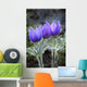 Close Up Of Pasque Flowers Near Tok River State Campground, Alaska Wall Mural