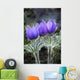 Close Up Of Pasque Flowers Near Tok River State Campground, Alaska Wall Mural