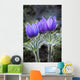Close Up Of Pasque Flowers Near Tok River State Campground, Alaska Wall Mural