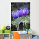 Close Up Of Pasque Flowers Near Tok River State Campground, Alaska Wall Mural