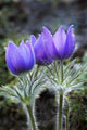 Close Up Of Pasque Flowers Near Tok River State Campground, Alaska Wall Mural