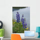 Lupine Flowers, Southwest Alaska, Summer Wall Mural