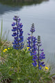 Lupine Flowers, Southwest Alaska, Summer Wall Mural