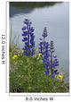 Lupine Flowers, Southwest Alaska, Summer Wall Mural