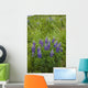 Lupine Flowers, Southwest Alaska, Summer Wall Mural