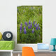 Lupine Flowers, Southwest Alaska, Summer Wall Mural
