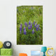 Lupine Flowers, Southwest Alaska, Summer Wall Mural