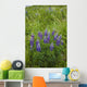 Lupine Flowers, Southwest Alaska, Summer Wall Mural