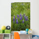 Lupine Flowers, Southwest Alaska, Summer Wall Mural