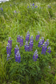 Lupine Flowers, Southwest Alaska, Summer Wall Mural