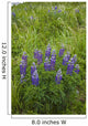 Lupine Flowers, Southwest Alaska, Summer Wall Mural