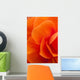 Macro View Of A Orange Begonia Flower During Summer Wall Mural