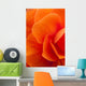 Macro View Of A Orange Begonia Flower During Summer Wall Mural