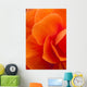 Macro View Of A Orange Begonia Flower During Summer Wall Mural