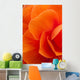 Macro View Of A Orange Begonia Flower During Summer Wall Mural