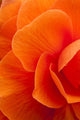 Macro View Of A Orange Begonia Flower During Summer Wall Mural