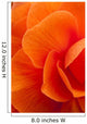 Macro View Of A Orange Begonia Flower During Summer Wall Mural