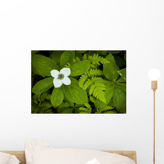 Close Up Of A Dwarf Dogwood Flower Mixed With Ferns Wall Mural