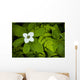 Close Up Of A Dwarf Dogwood Flower Mixed With Ferns Wall Mural