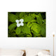 Close Up Of A Dwarf Dogwood Flower Mixed With Ferns Wall Mural