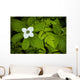 Close Up Of A Dwarf Dogwood Flower Mixed With Ferns Wall Mural