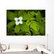 Close Up Of A Dwarf Dogwood Flower Mixed With Ferns Wall Mural