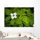 Close Up Of A Dwarf Dogwood Flower Mixed With Ferns Wall Mural