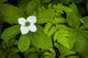 Close Up Of A Dwarf Dogwood Flower Mixed With Ferns Wall Mural