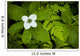 Close Up Of A Dwarf Dogwood Flower Mixed With Ferns Wall Mural