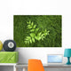 Overhead Perspective Of A Watermelon Berry Plant And Horsetail Grass Wall Mural