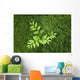 Overhead Perspective Of A Watermelon Berry Plant And Horsetail Grass Wall Mural