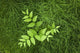 Overhead Perspective Of A Watermelon Berry Plant And Horsetail Grass Wall Mural