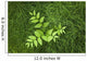 Overhead Perspective Of A Watermelon Berry Plant And Horsetail Grass Wall Mural