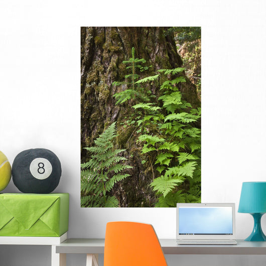 Wood Ferns and Young Wall Decal