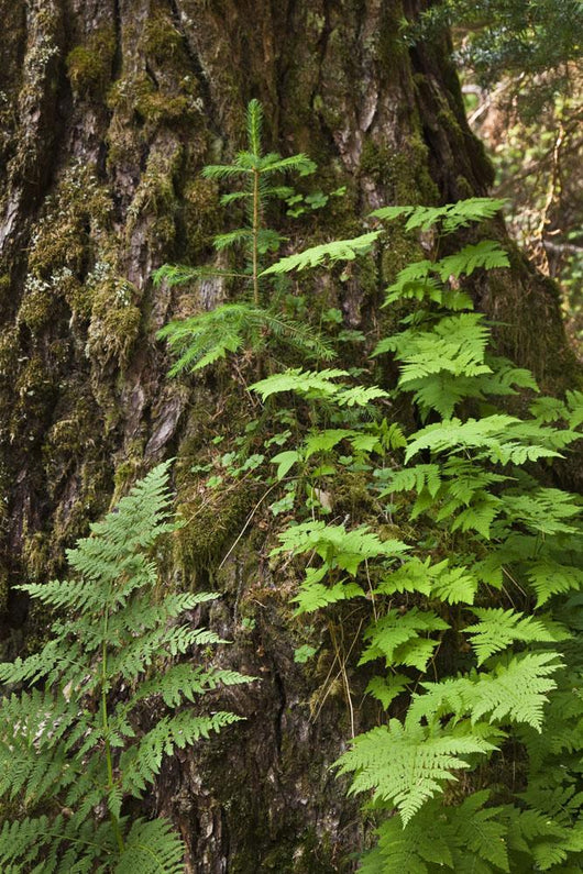 Wood Ferns and Young Wall Decal
